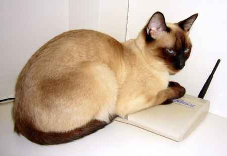 gato siames sobre router
