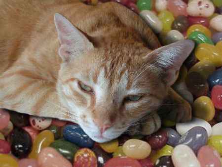 Gato sobre caramelos