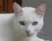 gato gatos