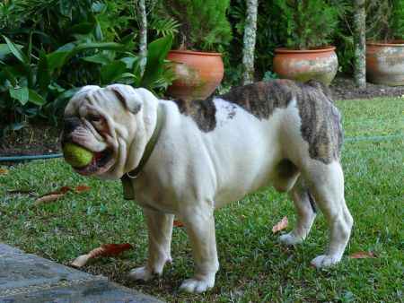 Maho bulldog blanco con manchas amarillentas