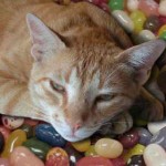 Gato no come dulces