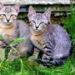 Dos lindos gatitos